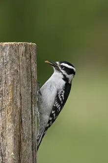 Picoides: Downy Woodpecker