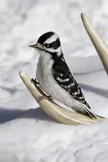 Picoides: Downy Woodpecker