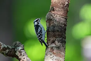 Michigan: DOWNY WOODPECKER