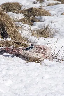 Whitetail: Downy Woodpecker on Deer Carcass