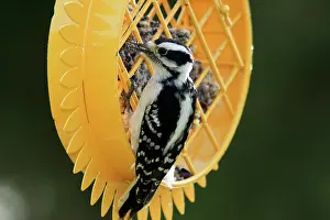 Clings: Downy Woodpecker Feeding