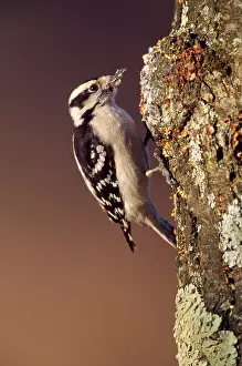 Pubescens: Downy Woodpecker - female