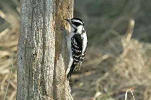 Clings: Downy Woodpecker Hunting