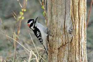 Clings: Downy Woodpecker Hunting