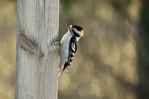 Clings: Downy Woodpecker Hunting