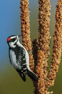 Ken Archer: Downy woodpecker looking for Mullen seeds in Montana