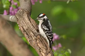 Pubescens: Downy Woodpecker - Male on tree, Spring