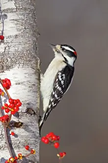 Pubescens: Downy Woodpecker - male in winter - December