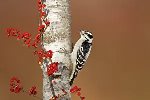 Pubescens: Downy Woodpecker - male in winter - December
