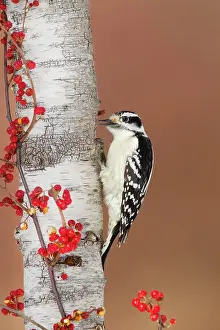 Pubescens: Downy Woodpecker - male in winter - December