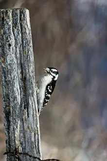 Picoides: Downy Woodpecker (Picoides pubescens)