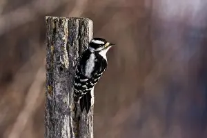 Picoides: Downy Woodpecker (Picoides pubescens)