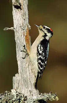 Pubescens: Downy Woodpecker - on tree trunk