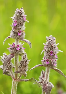 Woundwort: Downy Woundwort - very rare in UK
