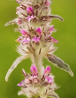 Woundwort: Downy Woundwort - very rare in UK