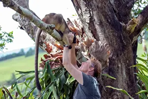 Lumholtzi: Dr Karen Coombes carer from Tree Kangaroo Rescue Centre