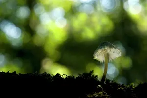 Bokeh: Drab Bonnet