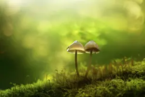 Bokeh: Drab Bonnet