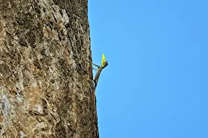 Draco: Draco Dussumieri / Southern Flying Lizard randy