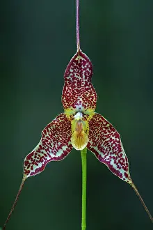 Dracula: Dracula orchid, Antioquia, Colombia