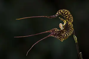 Dracula: Dracula orchid (Dracula andrettae) Parque Nacional