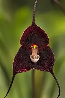 Dracula: Dracula orchid (Dracula anthracina) Parque Nacional