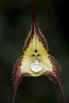 Dracula: Dracula orchid (Dracula cordobae) Parque Nacional