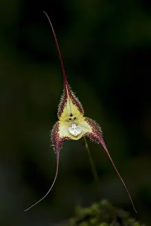 Dracula: Dracula orchid (Dracula cordobae) Parque Nacional