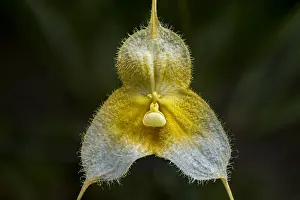 Dracula: Dracula orchid (Dracula gorgona var xanthina) Parque