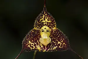 Dracula: Dracula orchid (Dracula minax) Parque Nacional Natural