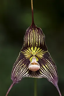 Dracula: Dracula orchid (Dracula vampira) Parque Nacional