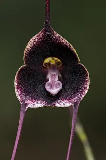 Dracula: Dracula orchid (Dracula vinacea) Parque Nacional