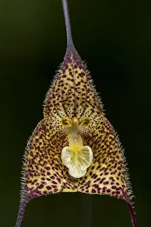 Dracula: Dracula orchid (Dracula wallisii) Parque Nacional