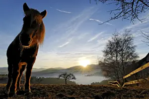Heavy: Draft horse at dusk Munster Valley Vosges France
