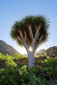 Dragon: Drago (Dracaena draco), El Draguillo, Macizo de