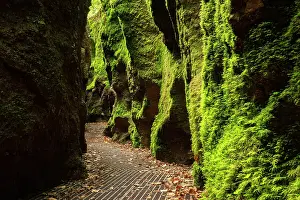 Naturschutzgebiet: Dragon gorge, rock faces with moss, gorge near Eisenach