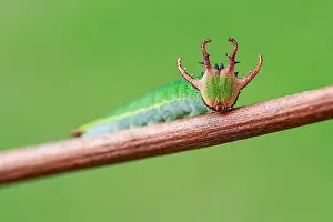 Rhopalocera: Dragon-like head of Nawab butterfly's caterpillar