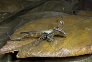 Dragon: Dragon mantid, camouflaged