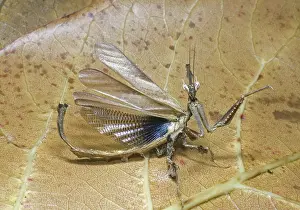 Dragon: Dragon mantid defensive display