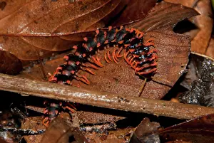 Dragon: Dragon Millipede on leaves - night walk in rainforest