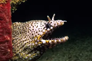 Enchelycore: Dragon Moray Eel - with open mouth showing teeth
