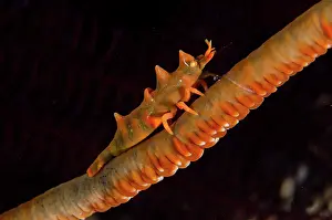 Shrimp: Dragon Shrimp