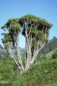 Draco: DRAGON TREE