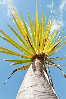 Viewed: Dragon tree, Dracaena fragrans, Viewed from underneath