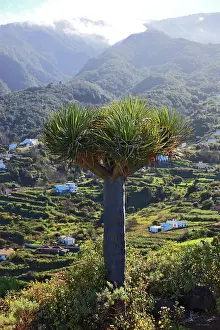 Dragon: Dragon tree, Drago, view into the landscape at Mirador