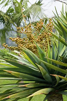 Draco: Dragon Tree - with its fruits