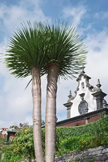 Dragon: Dragon Tree - Madeira Portugal