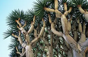 Draco: Dragon Tree - origin