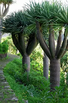 Drago: Dragon Trees