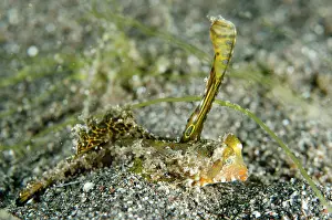 Bajo: Dragonet on black sand displaying fin Aer Bajo dive